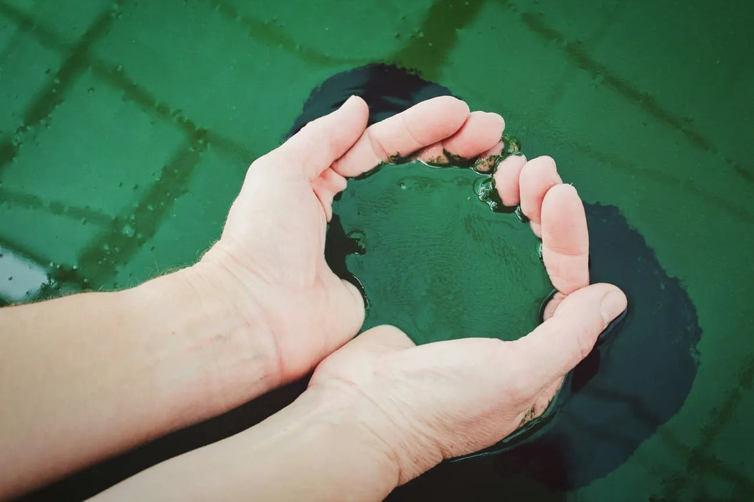 dangers de la spiruline : effets secondaires, risques contamination et contre-indications