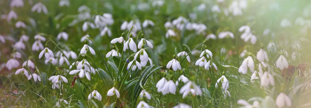 Printemps : réveil de la nature et de l'organisme humain