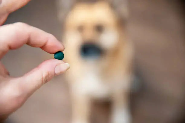 Les bienfaits de la spiruline pour les chiens