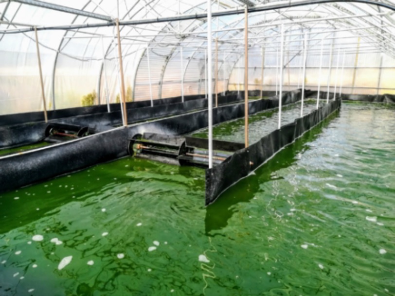 production spiruline