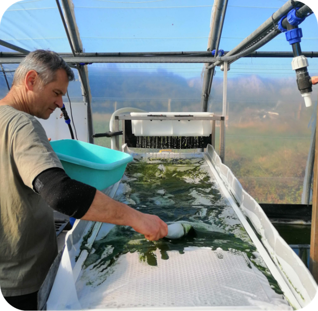 Image Production Spiruline serres