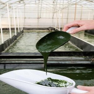 Bassins de culture de spiruline, Performe