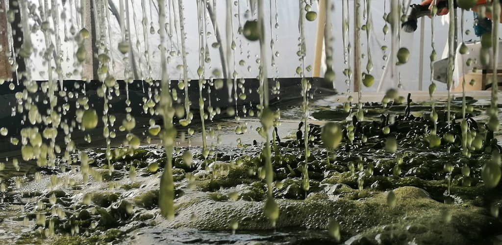 Culture de spiruline Performe