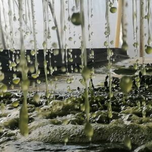 Culture de spiruline Performe