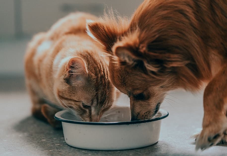 cures de spiruline et de phycocyanine Performe pour les animaux domestiques