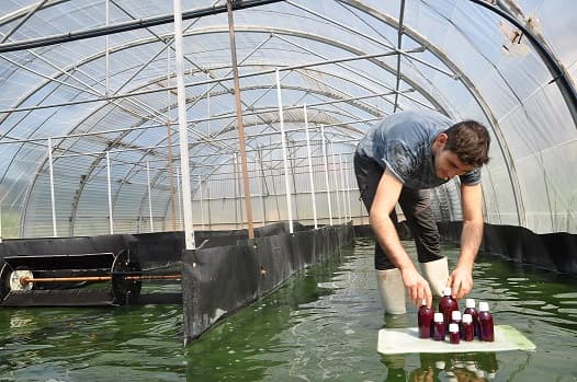 Bassins de production de la spiruline Performe