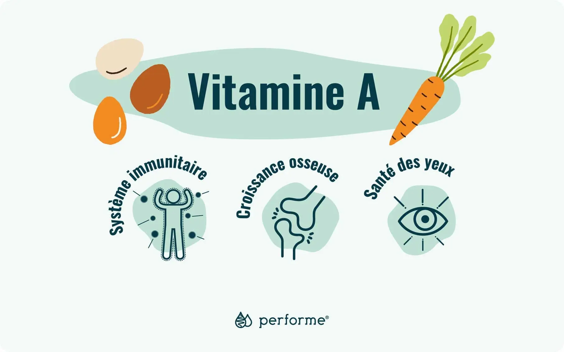 Fonctions et sources de la vitamine A