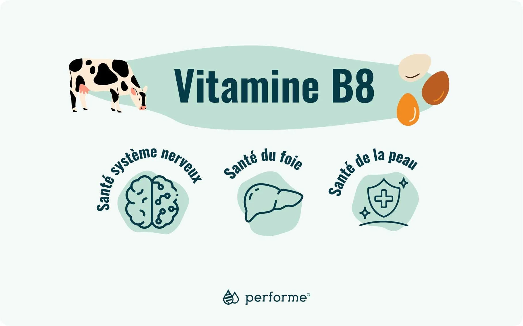 Fonctions et sources de la vitamine B8