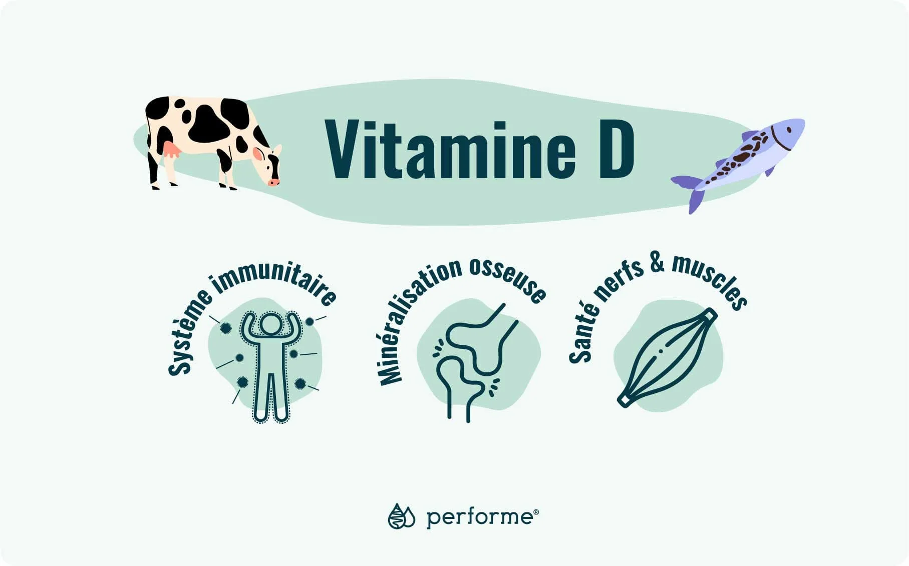 Fonctions et sources de la vitamine D