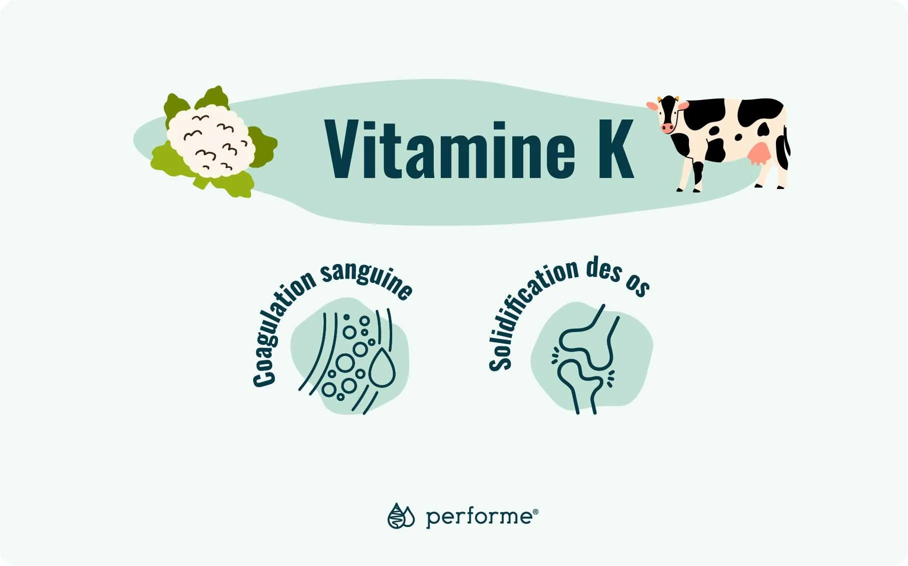 Fonctions et sources de la vitamine K